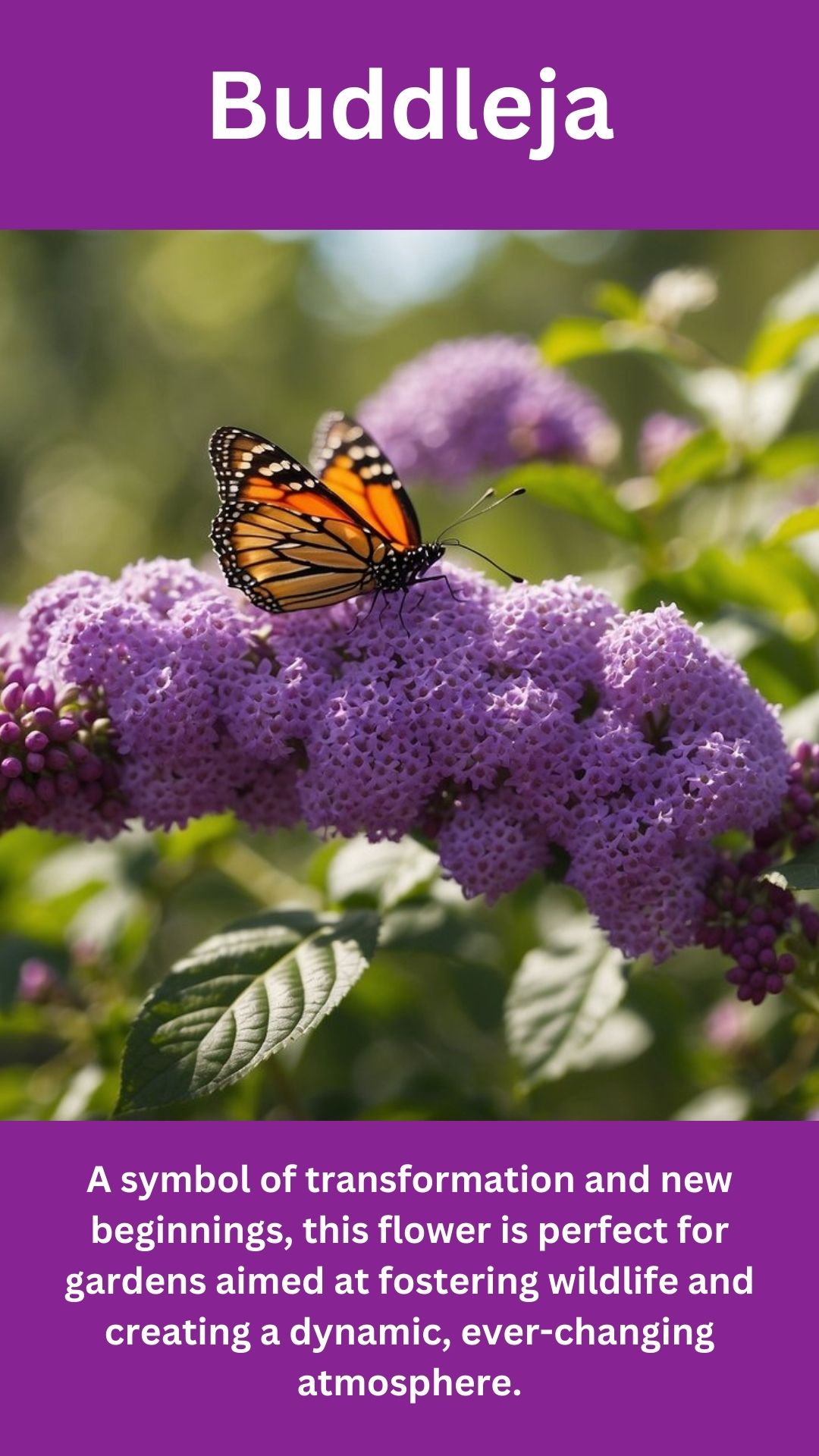 Buddleja