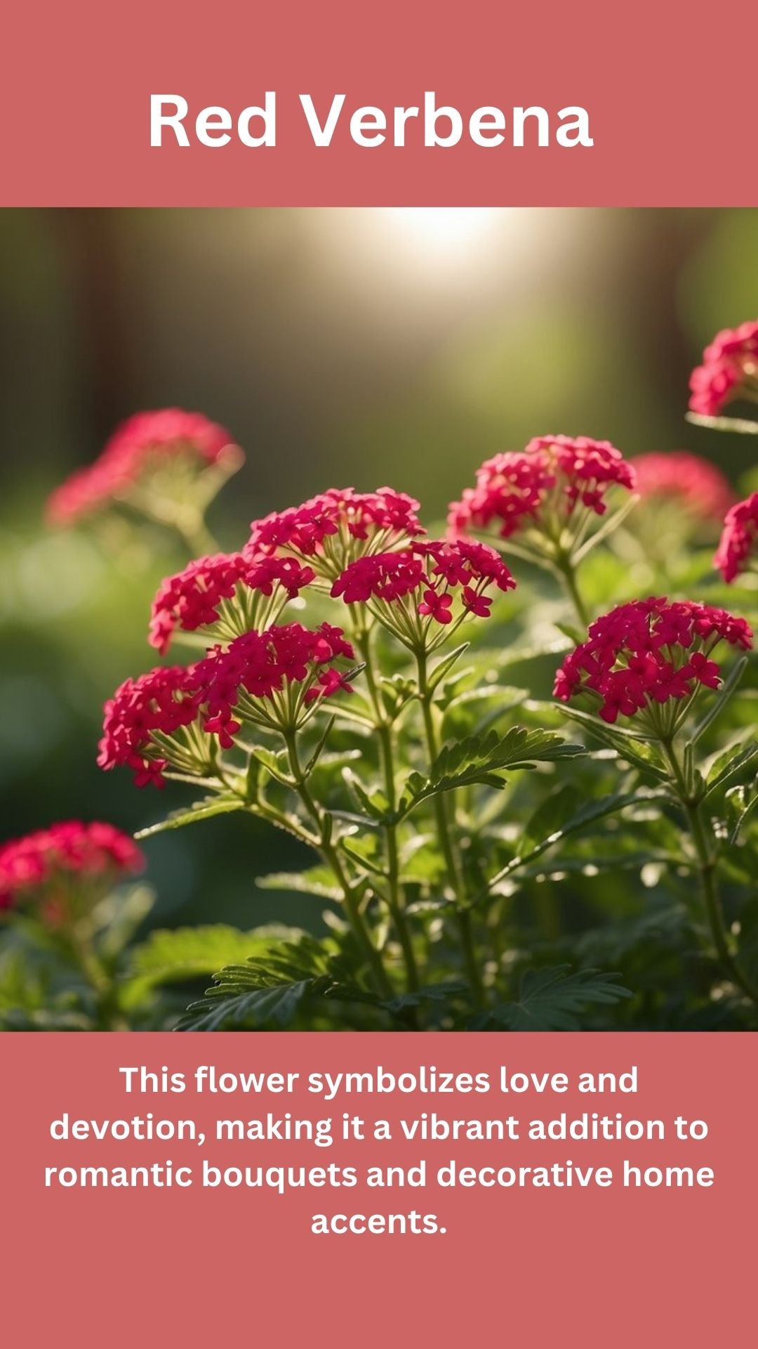 Red Verbena