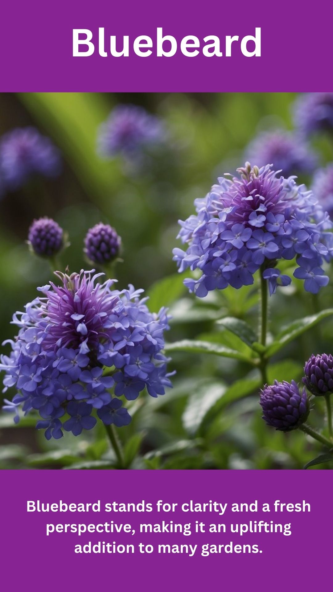 Bluebeard