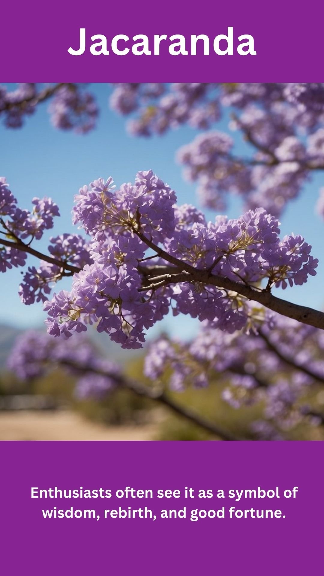 Jacaranda
