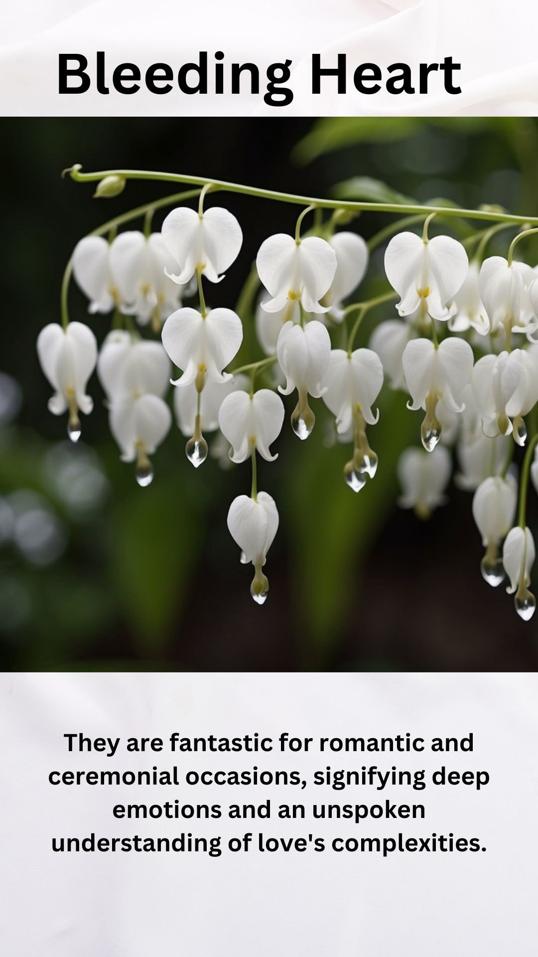 White Bleeding Heart