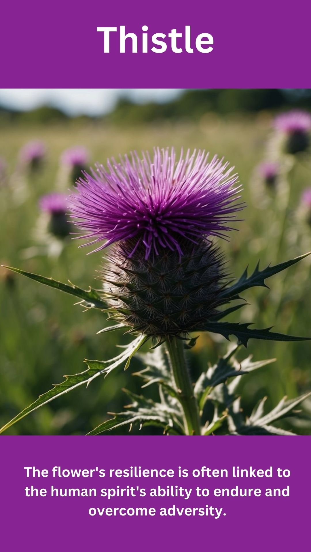 Thistle