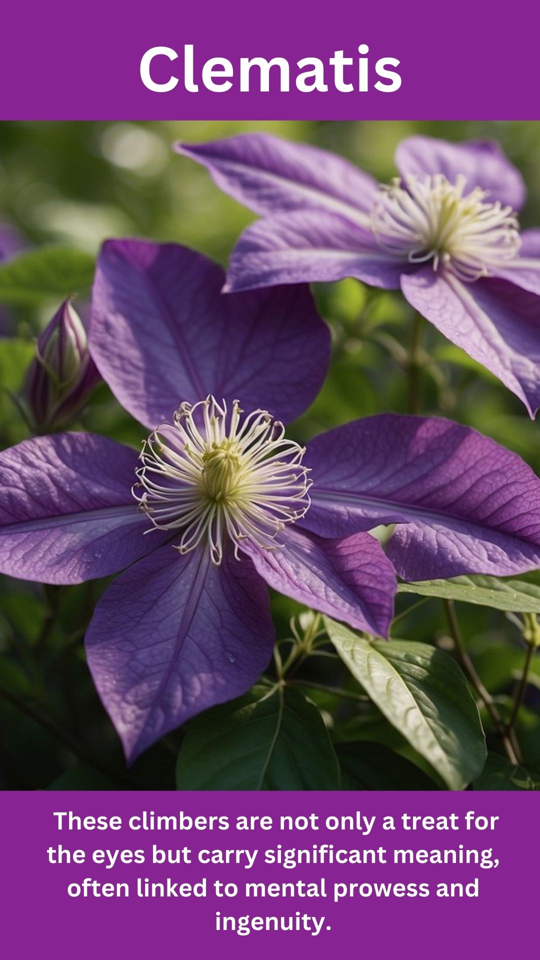 Clematis