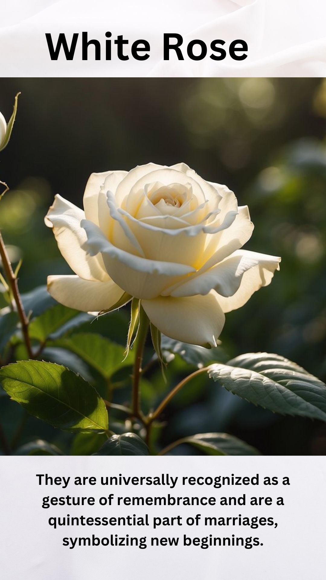 White Rose