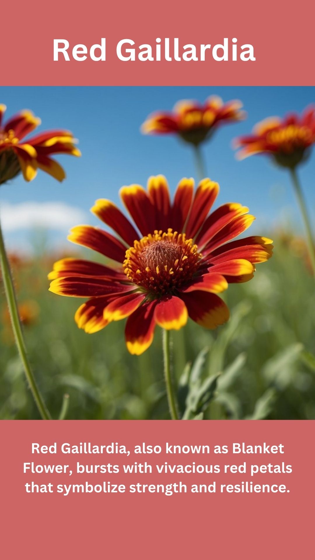 Red Gaillardia