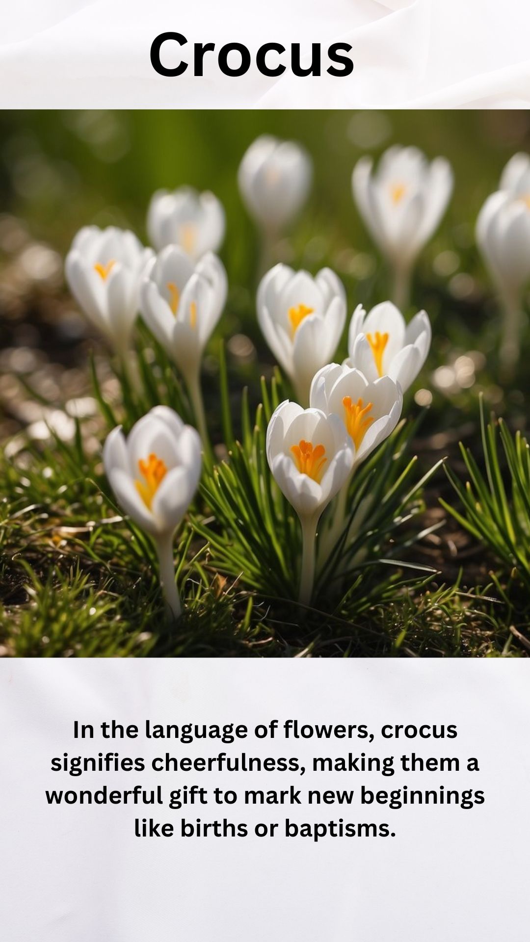 White Crocus