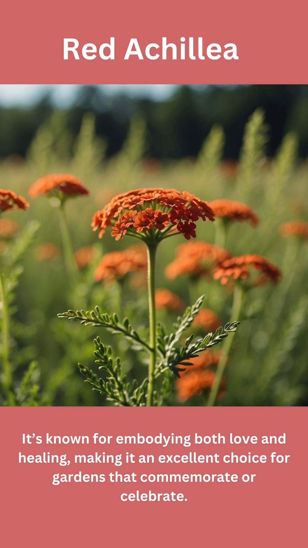 Red Achillea