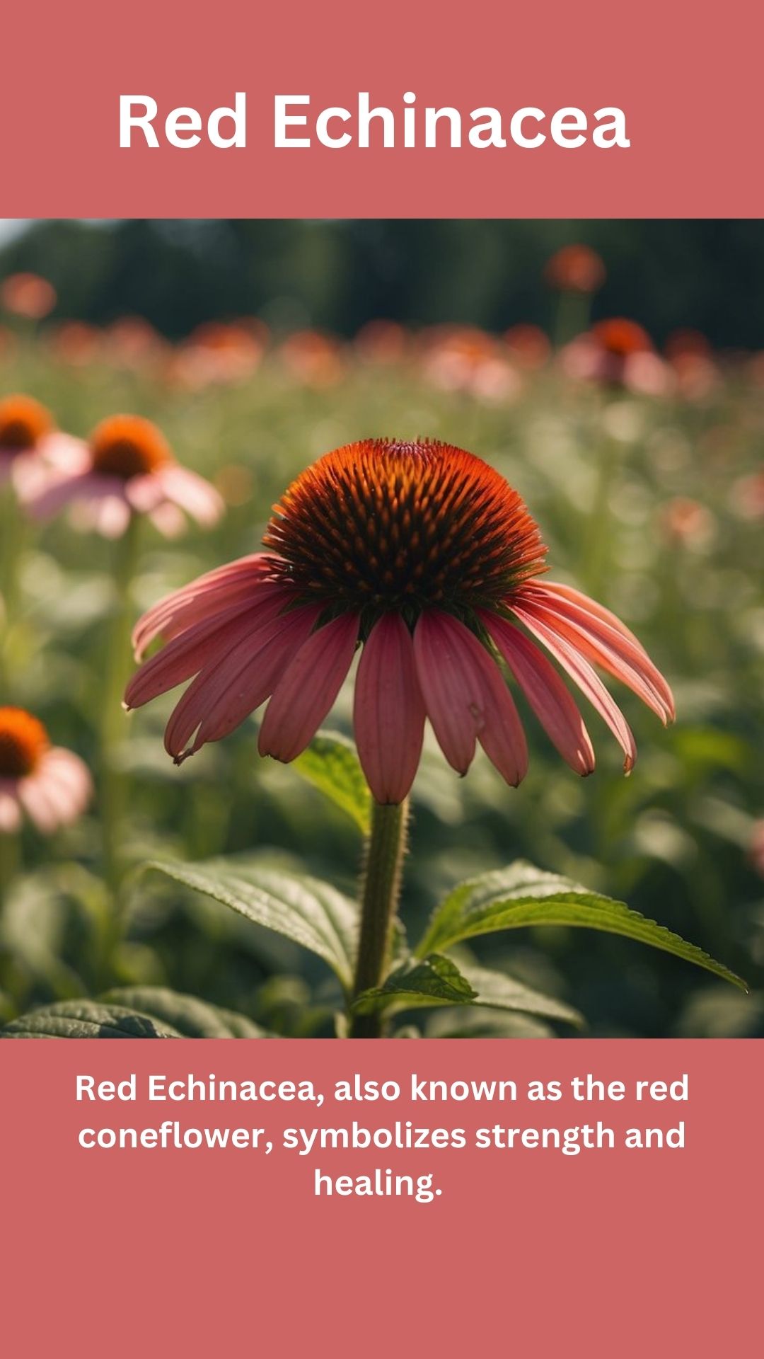 Red Echinacea