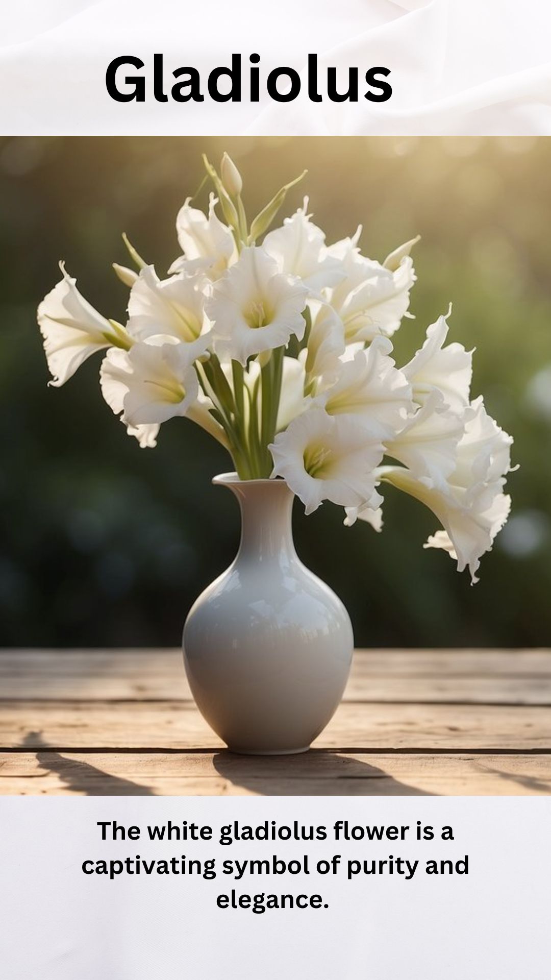 White Gladiolus