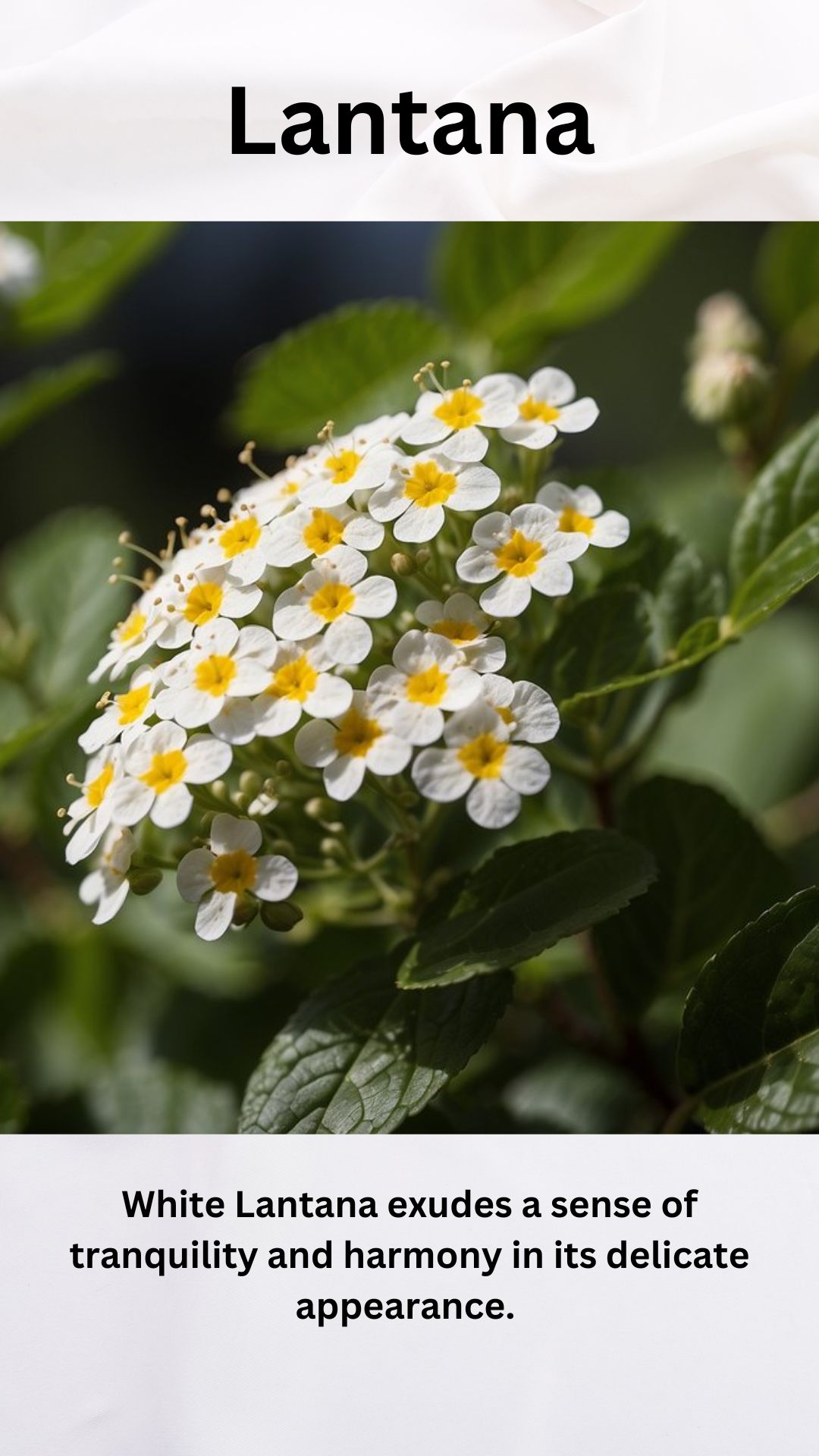 White Lantana