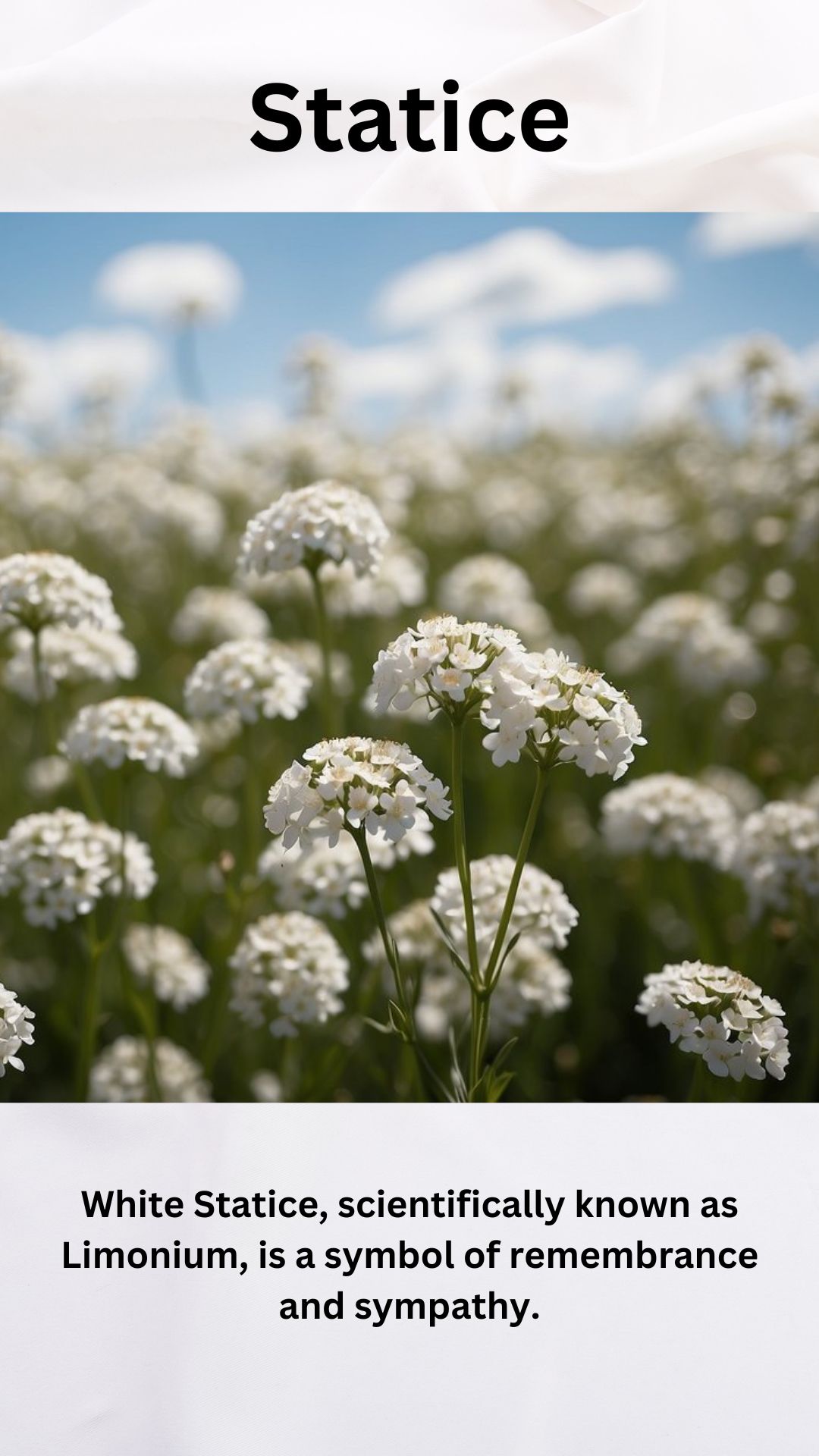 White Statice