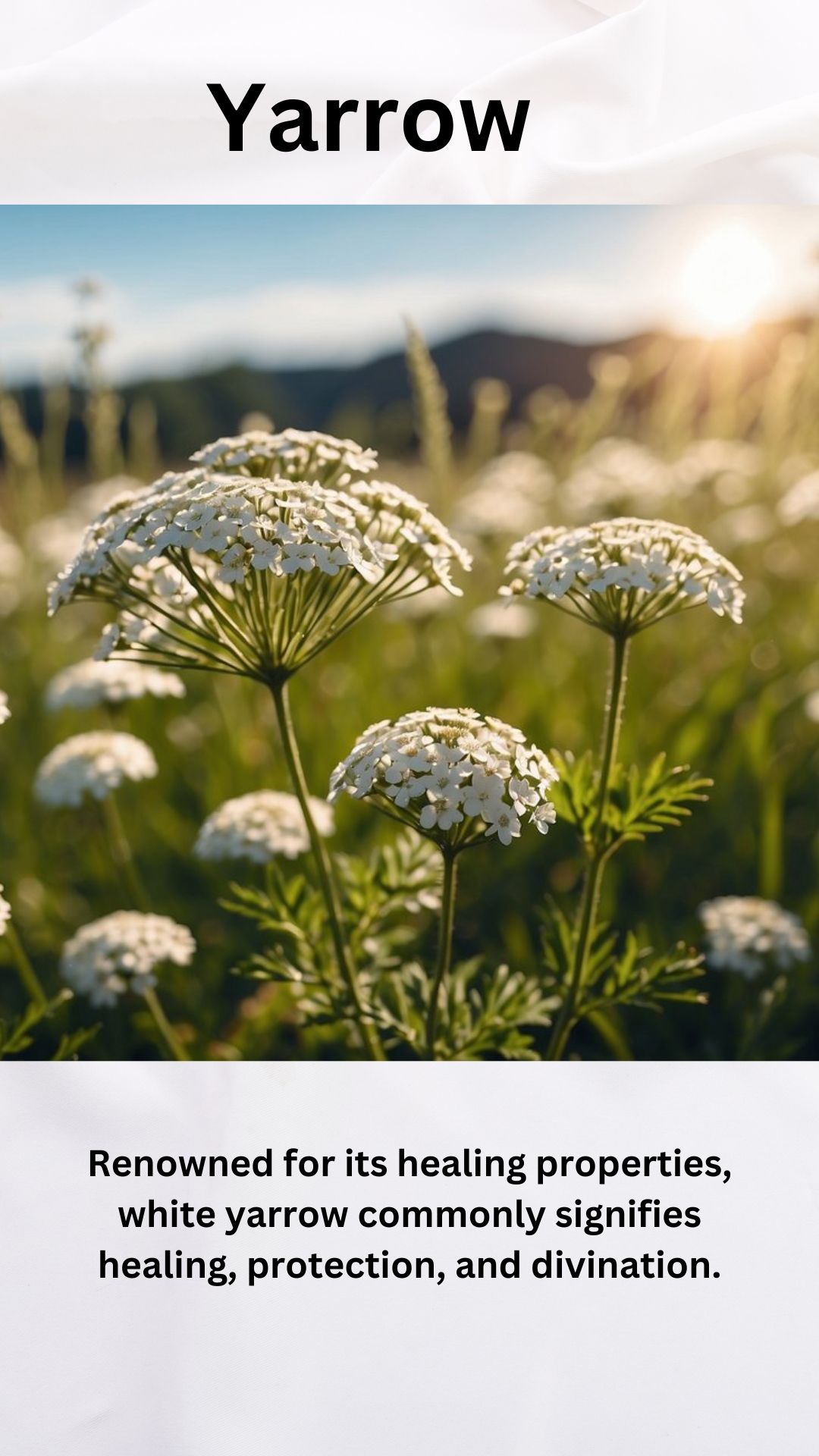 White Yarrow