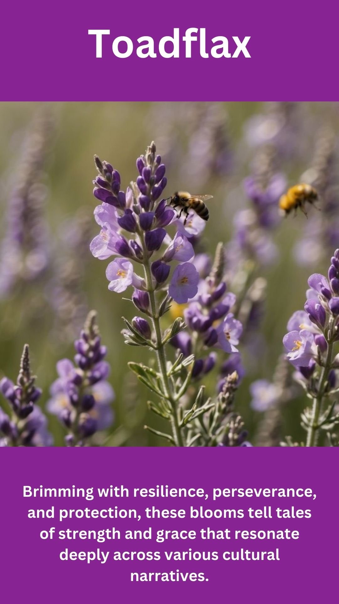 Toadflax