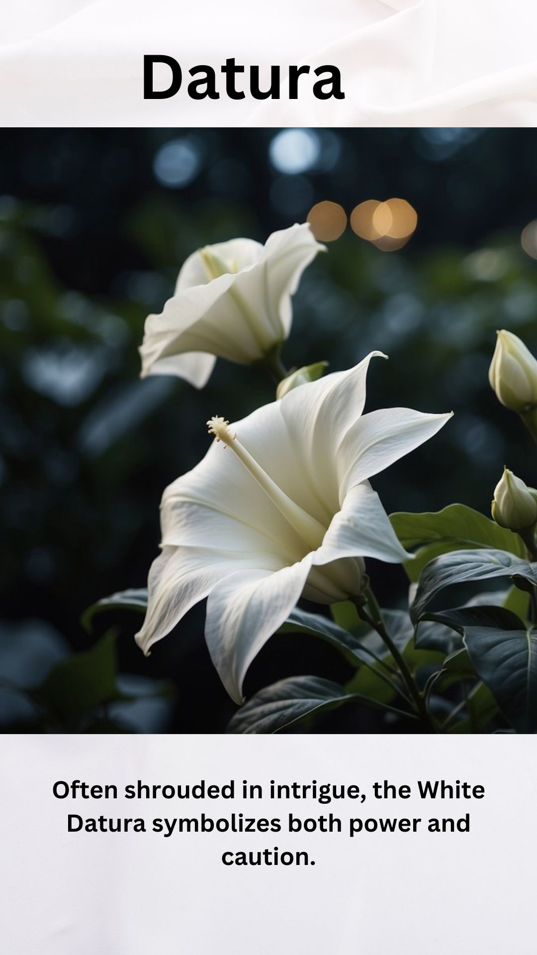 White Datura