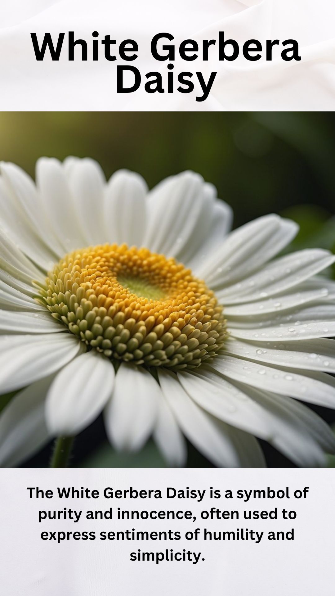 daisy
