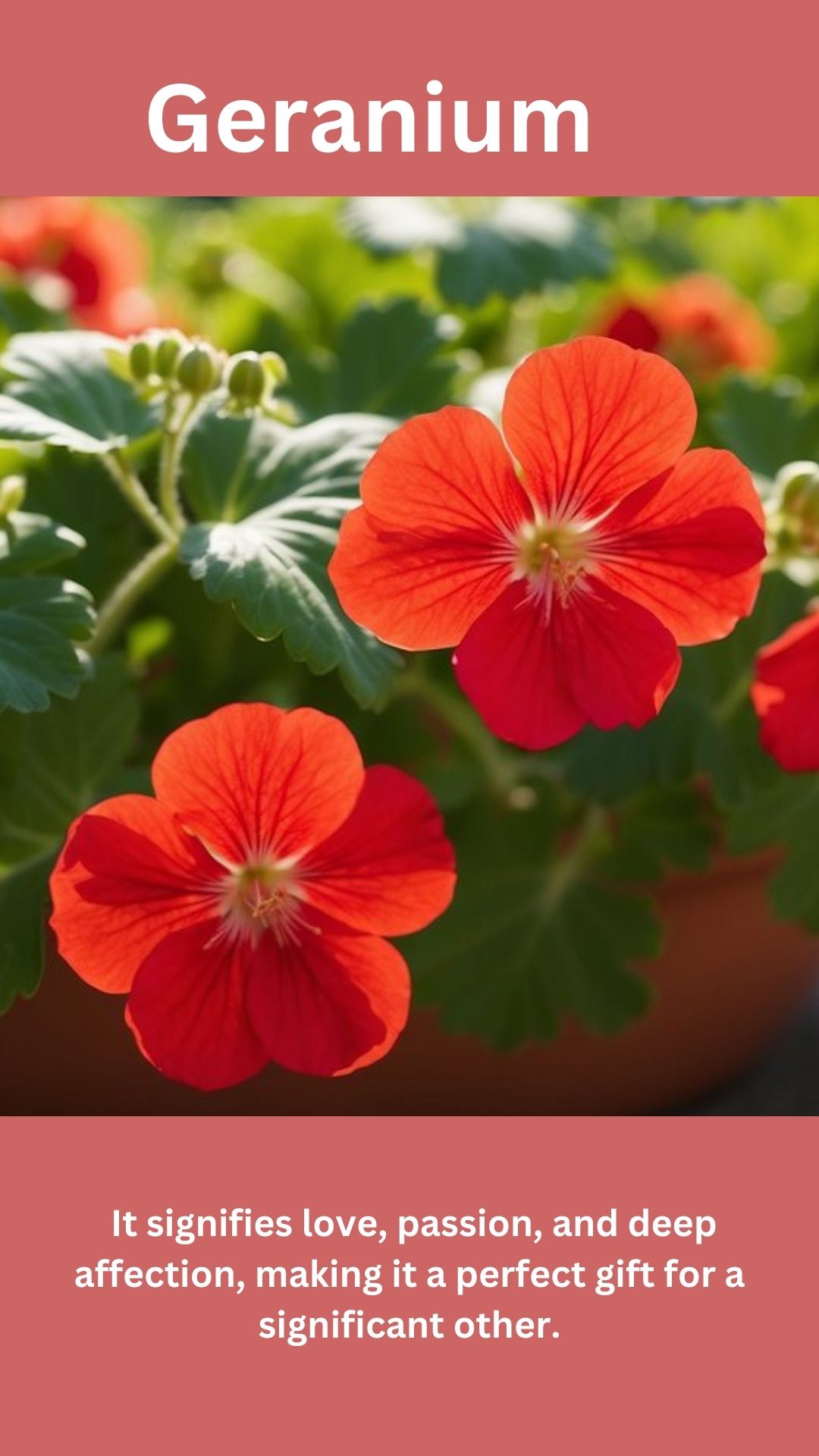 Geranium