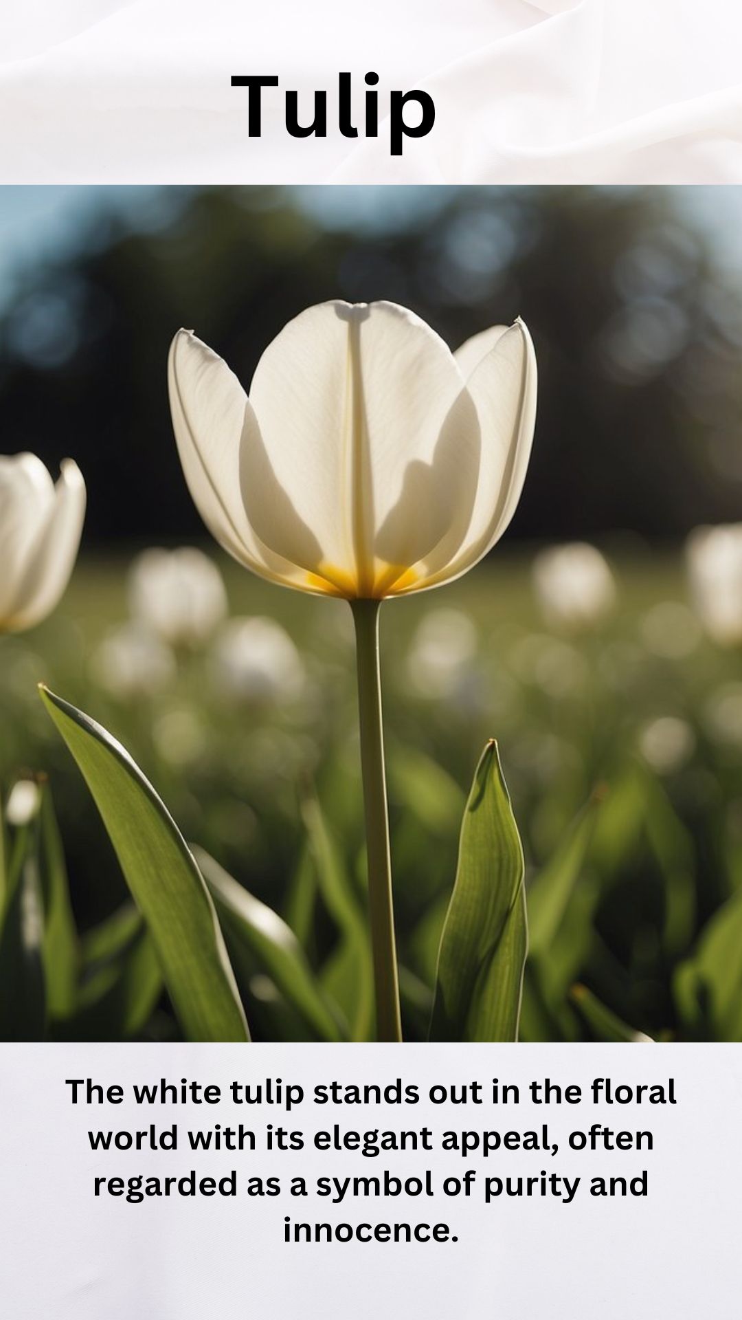 White Tulip