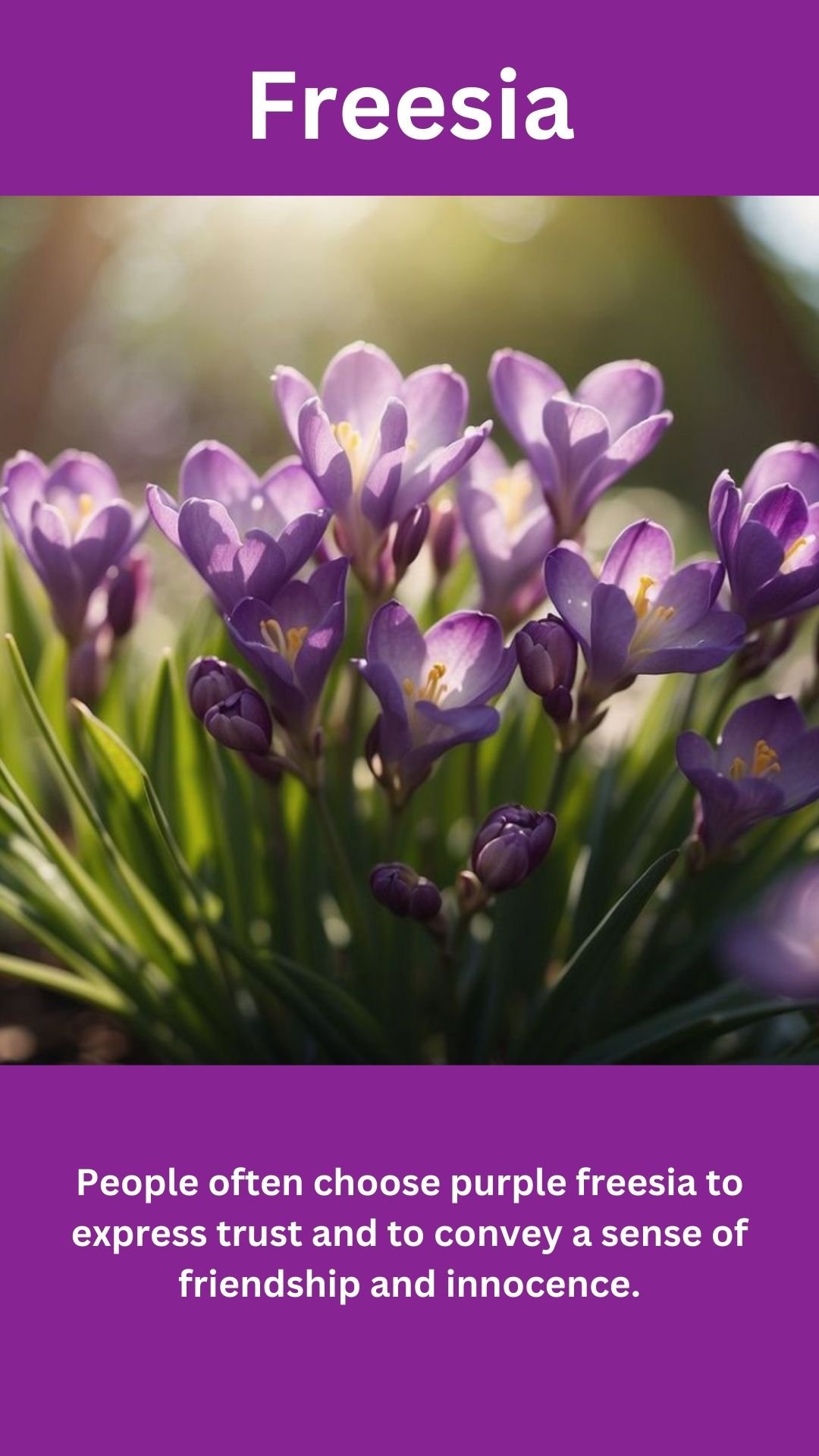 Freesia
