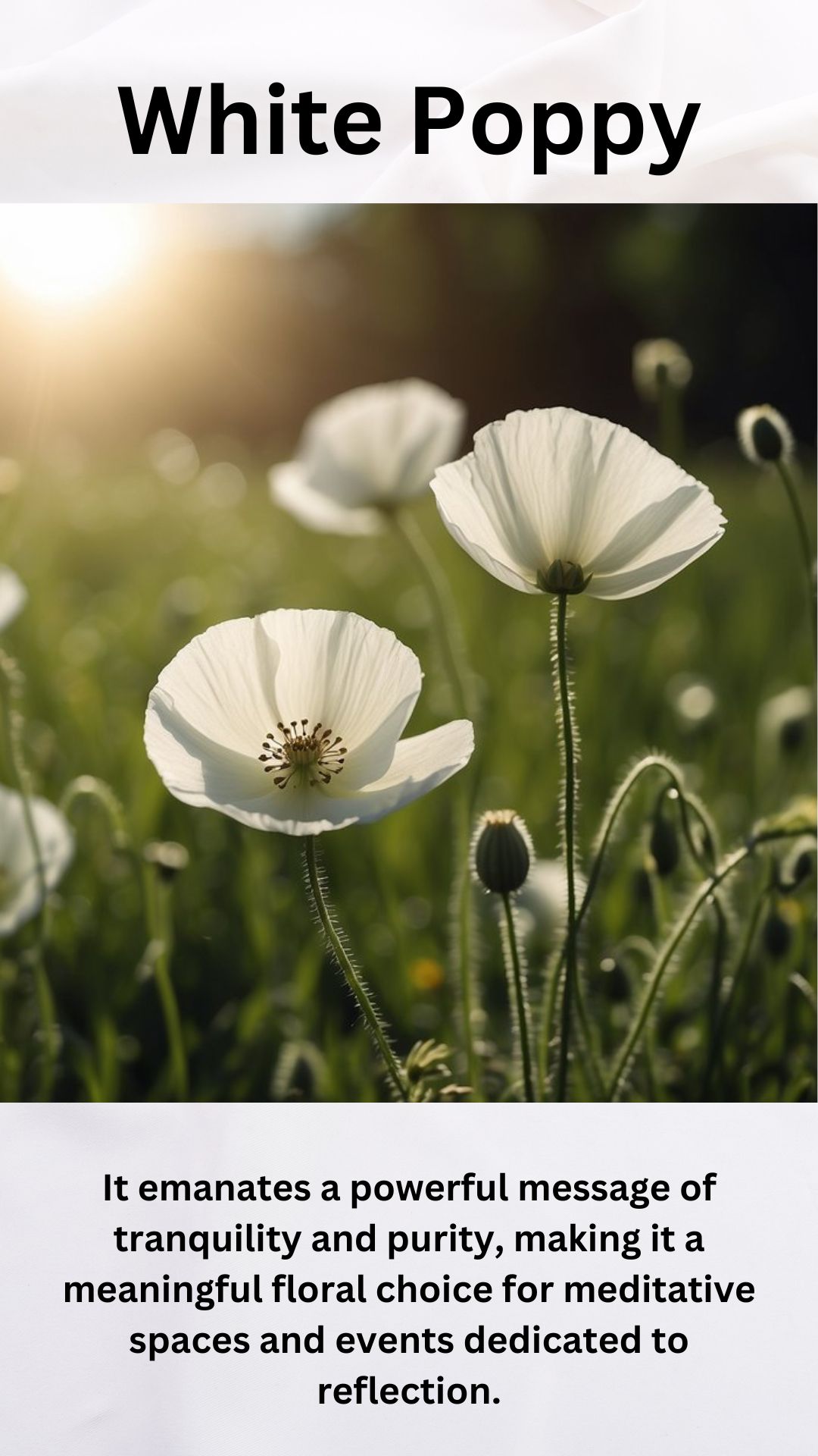 White Poppy