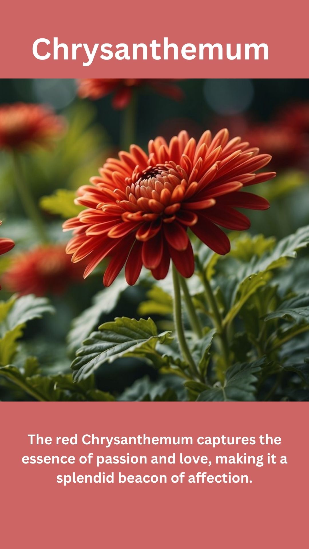 Chrysanthemum