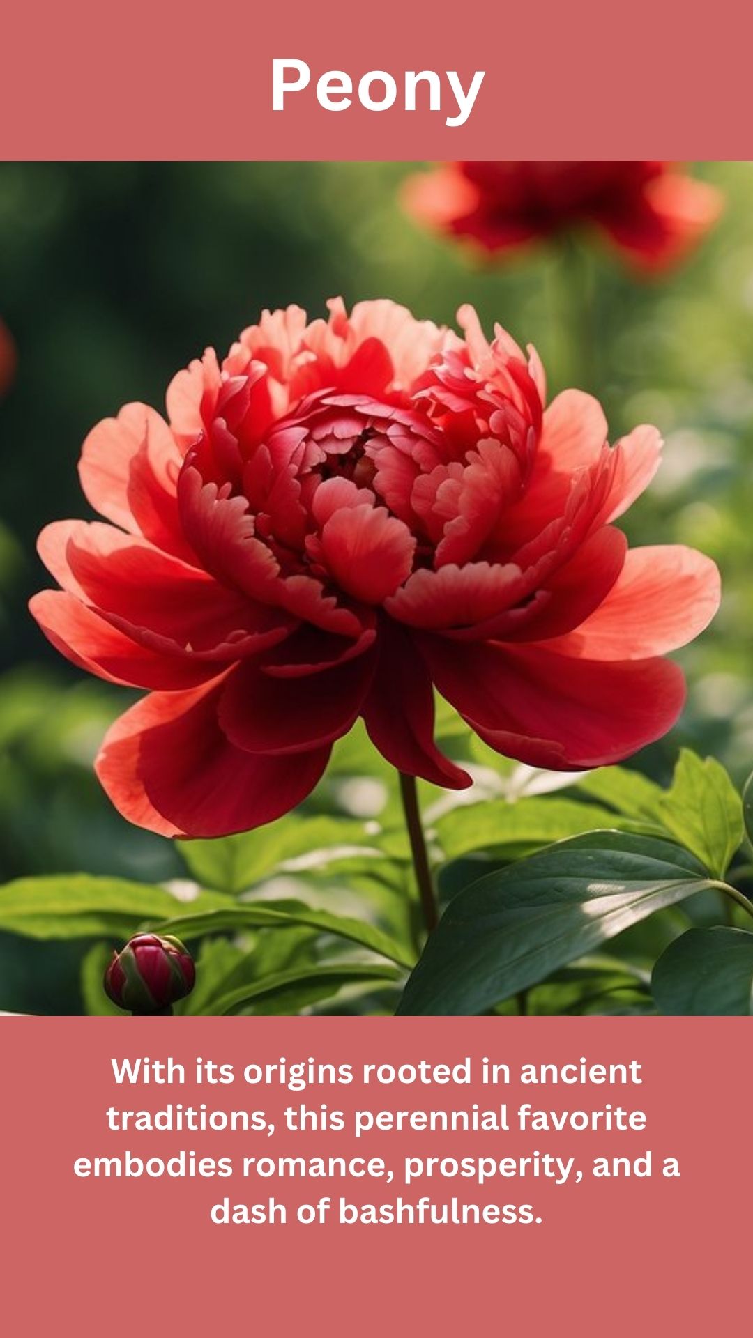 Peony