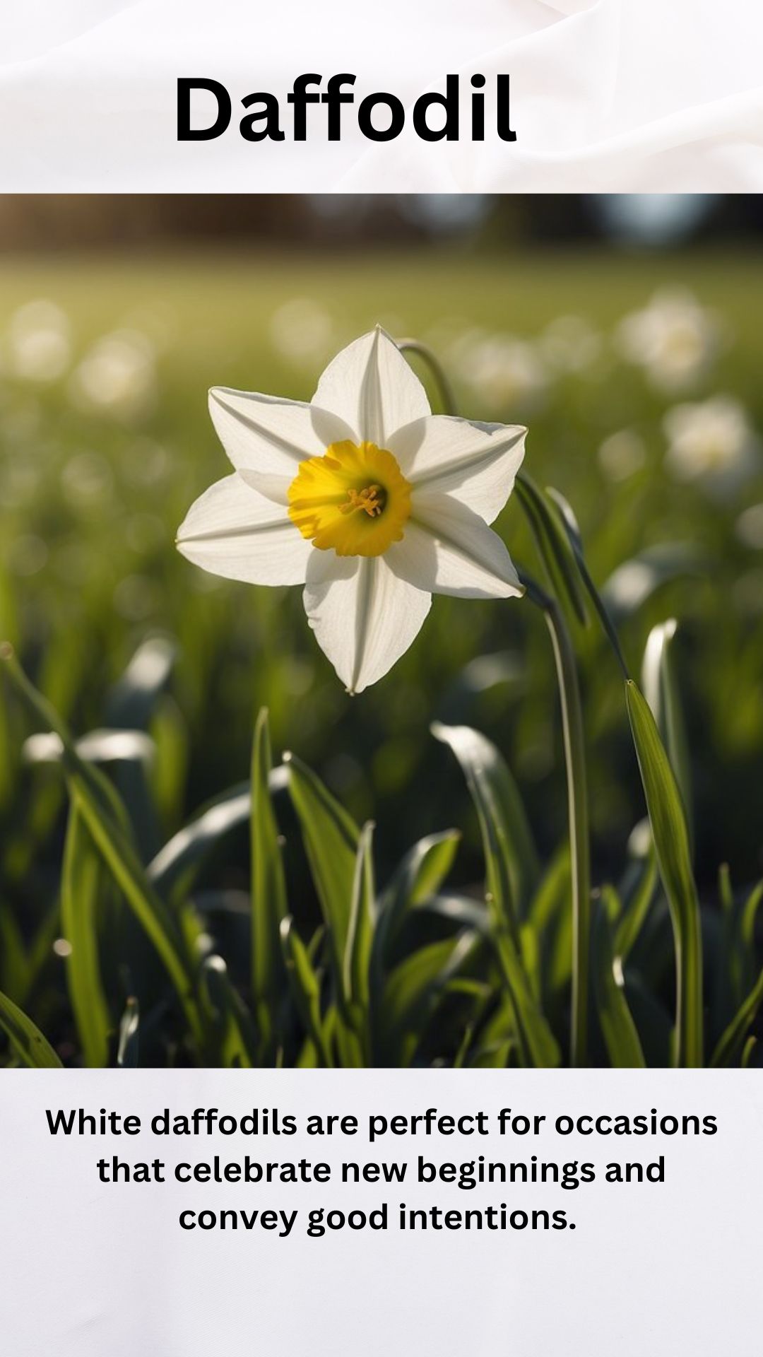 Daffodil