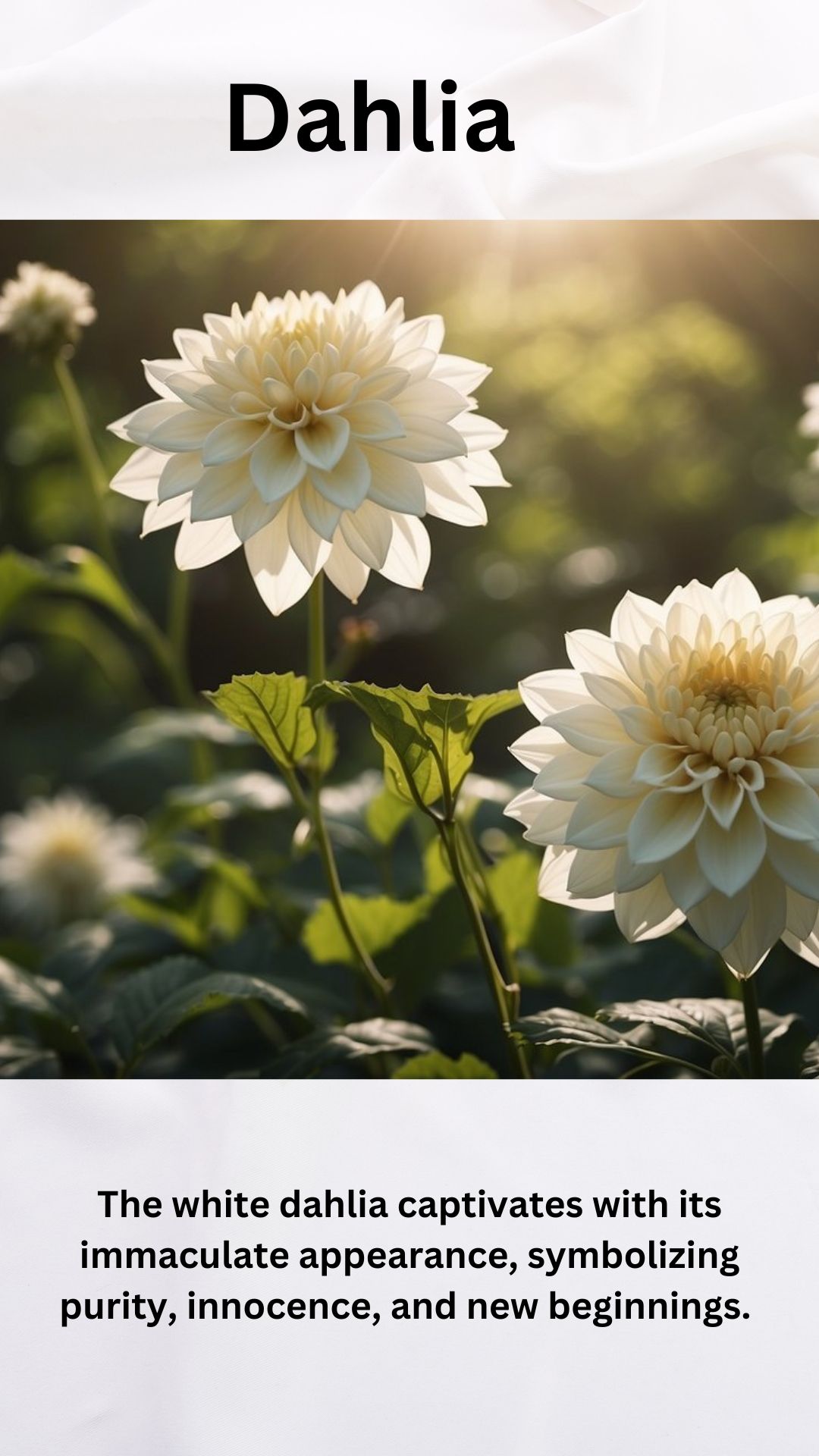 Dahlia