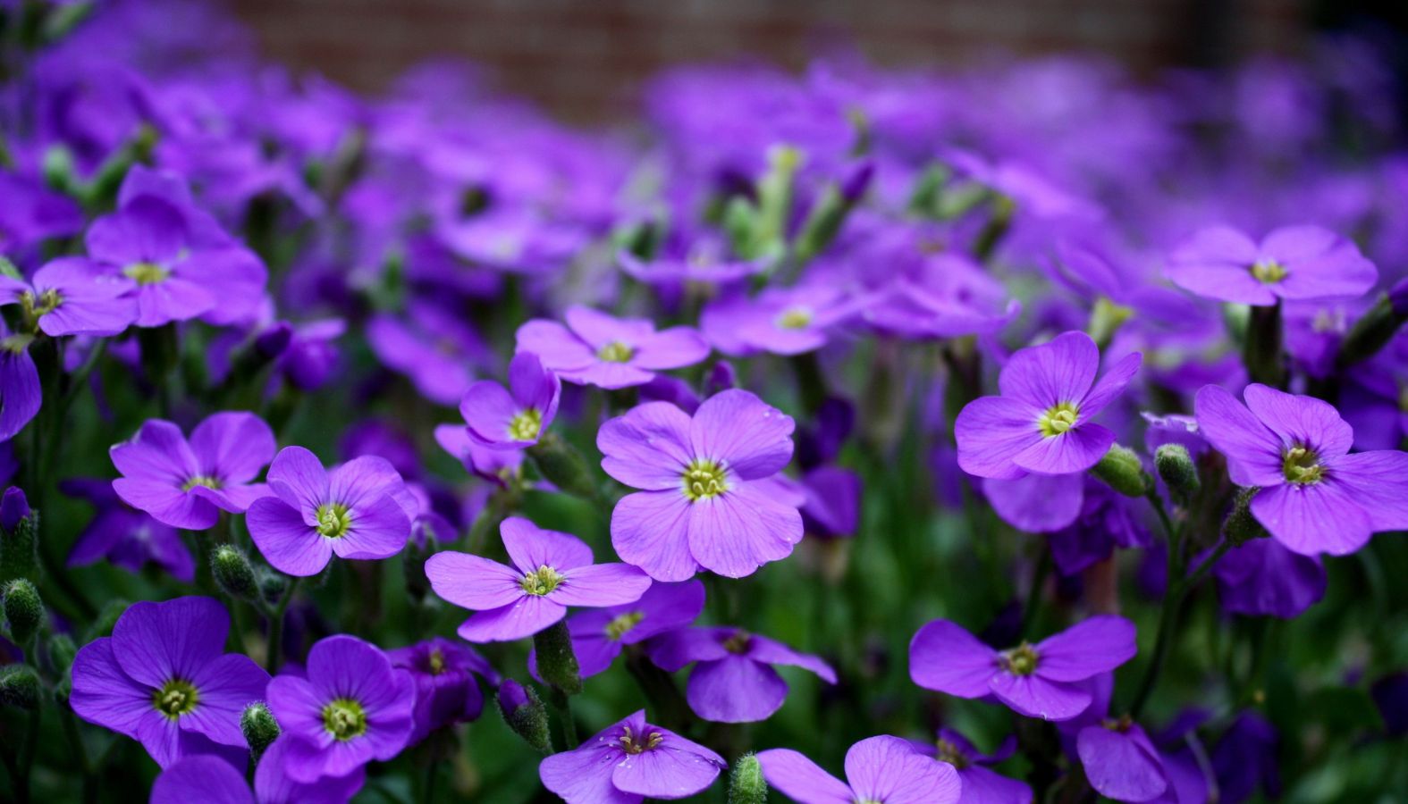 PURPLE FLOWERS