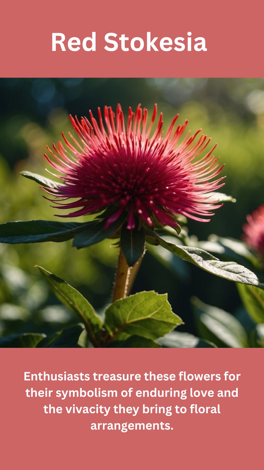 Red Stokesia