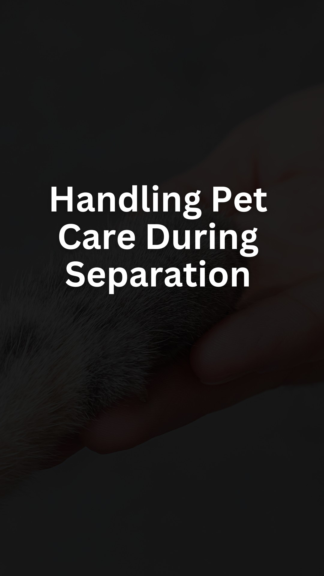 Handling Pet Care During Separation 