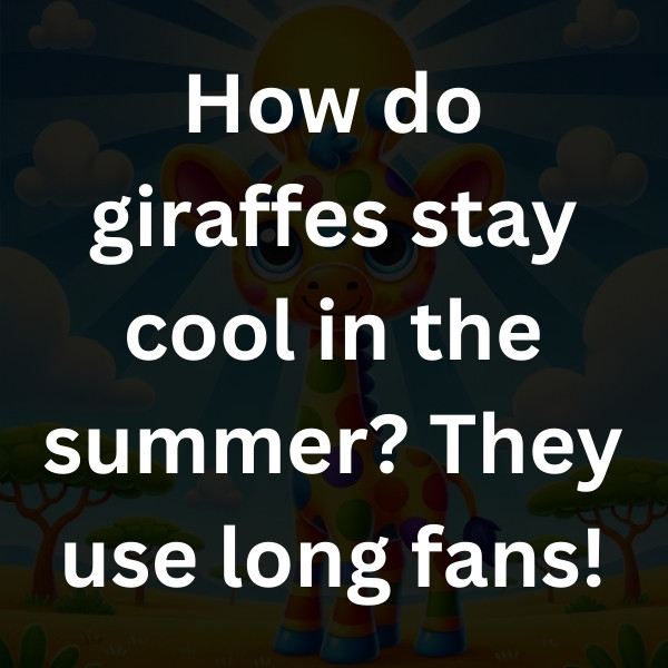 How do giraffes stay cool in the summer_ They use long fans!
