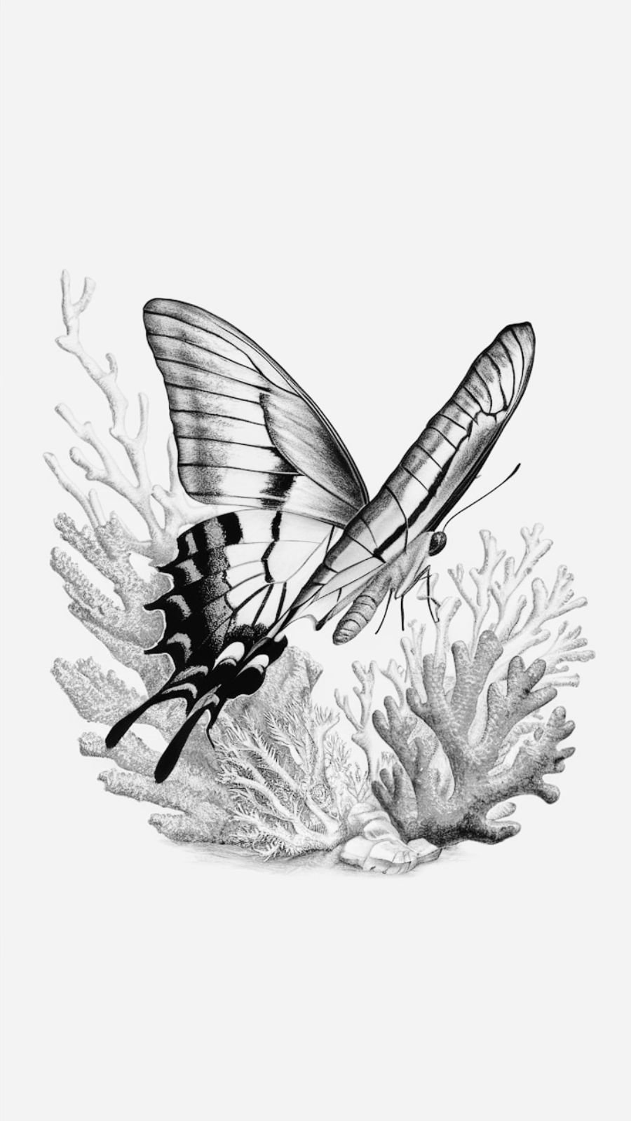 butterfly and coral