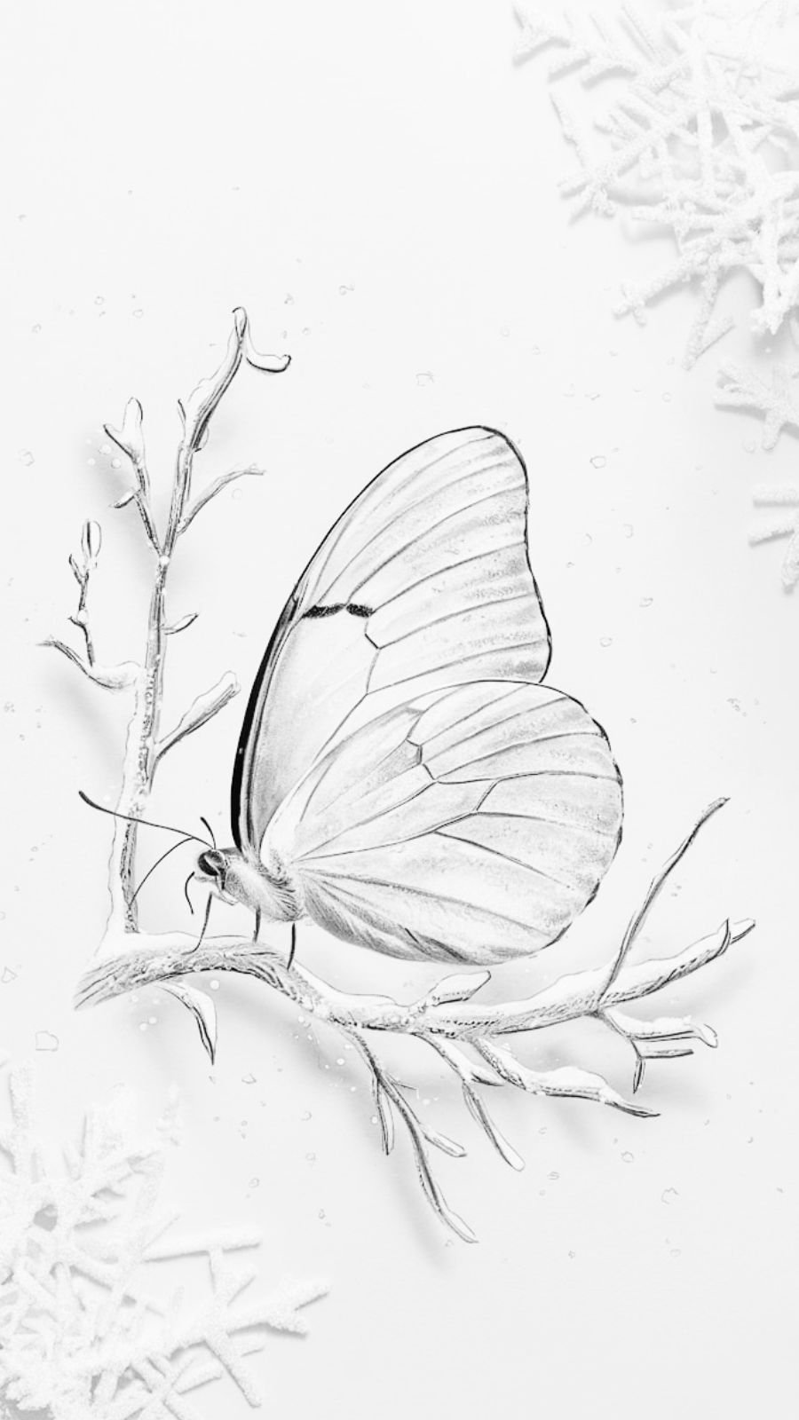 butterfly and frost