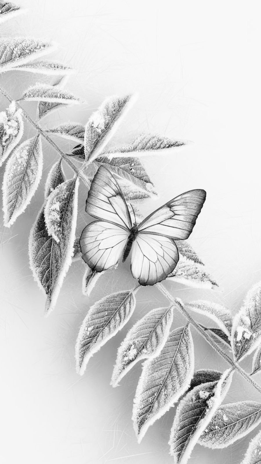 butterfly and frost
