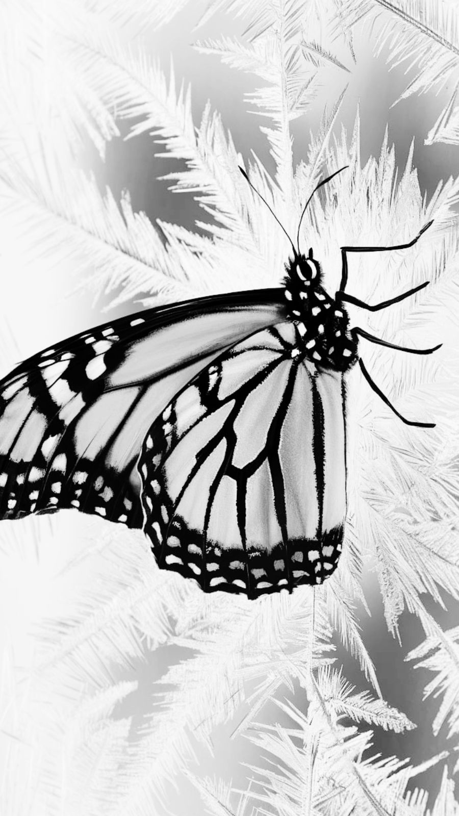 butterfly and frost