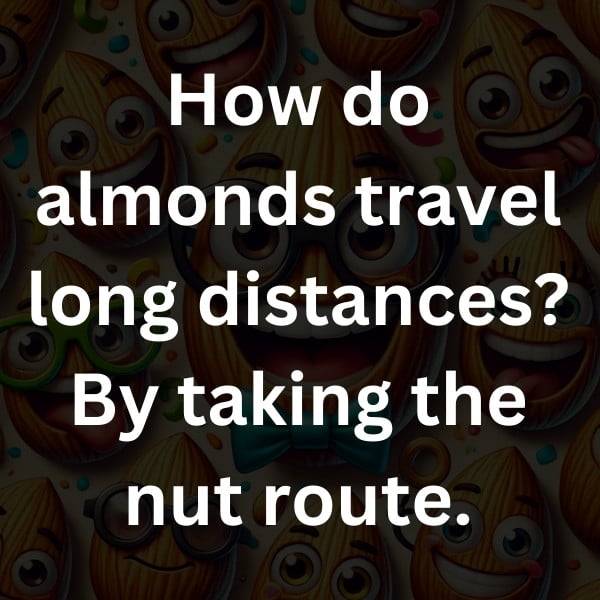 How do almonds travel long distances_ By taking the nut route