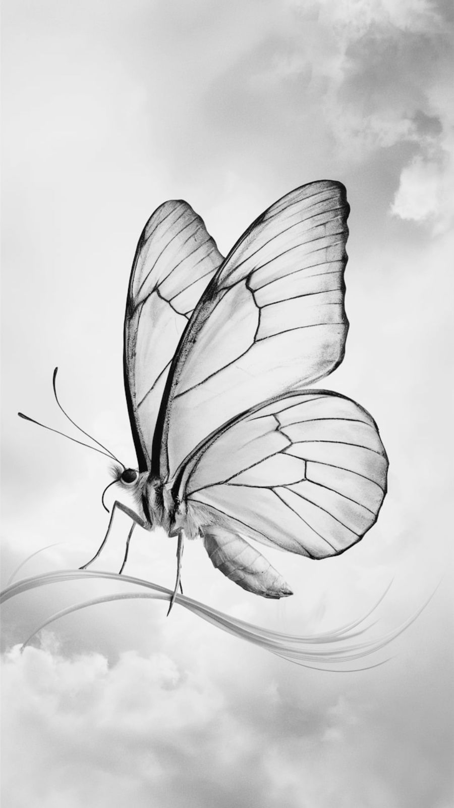 butterfly and hurricane