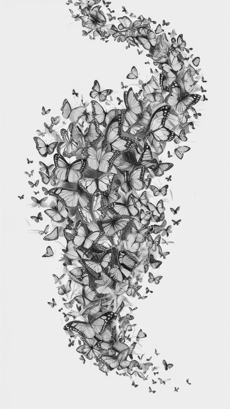 butterfly and hurricane
