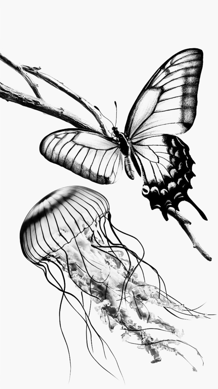 butterfly and jellyfish