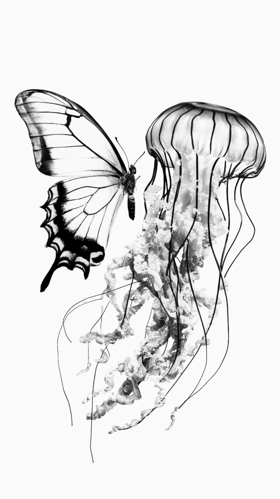 butterfly and jellyfish