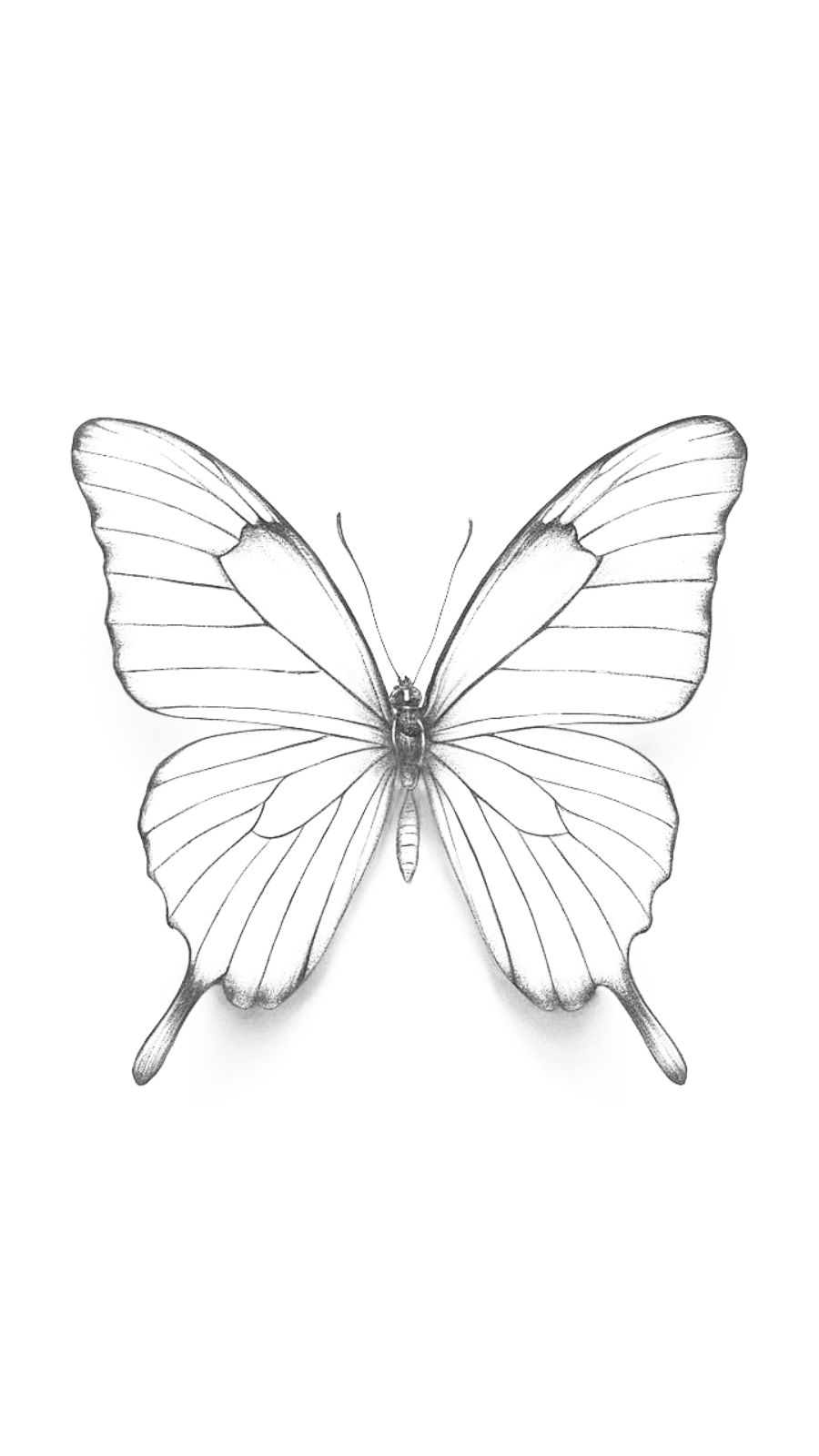 butterfly and northern lights
