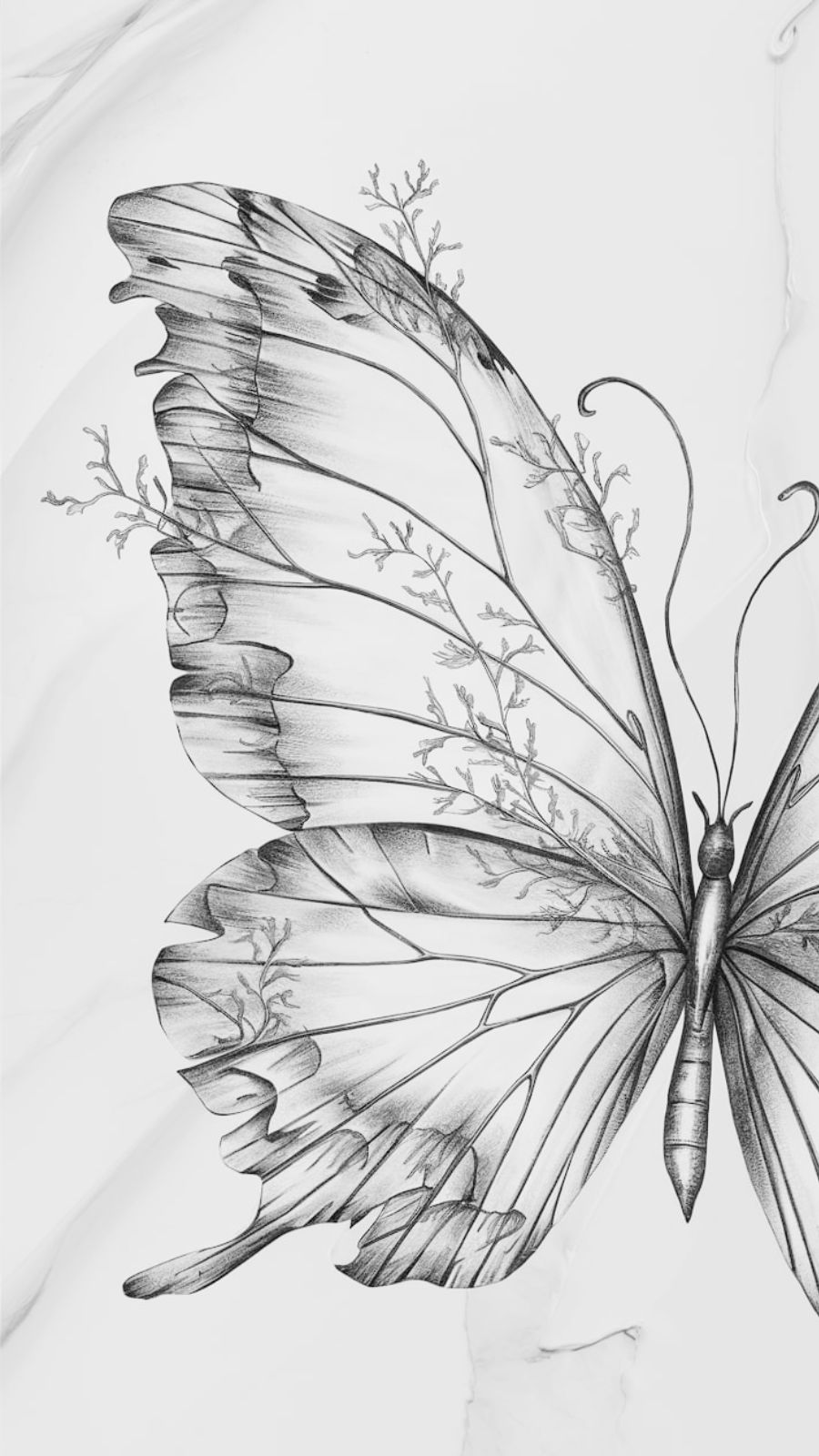 butterfly and seaweed