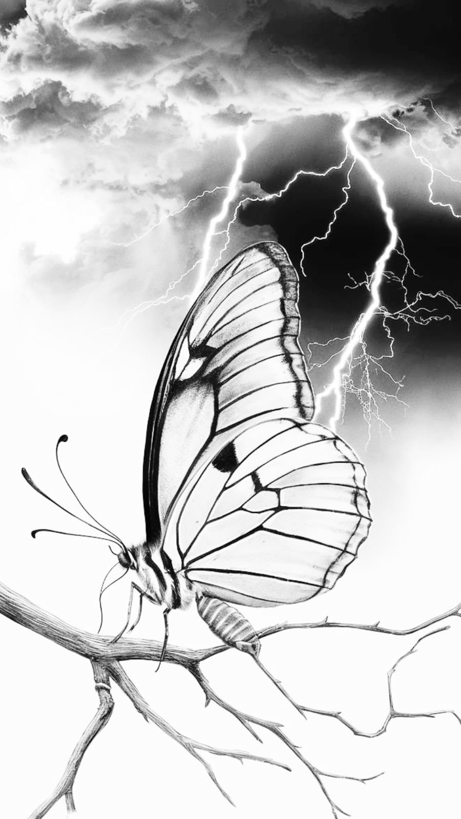 butterfly and thunderstorm