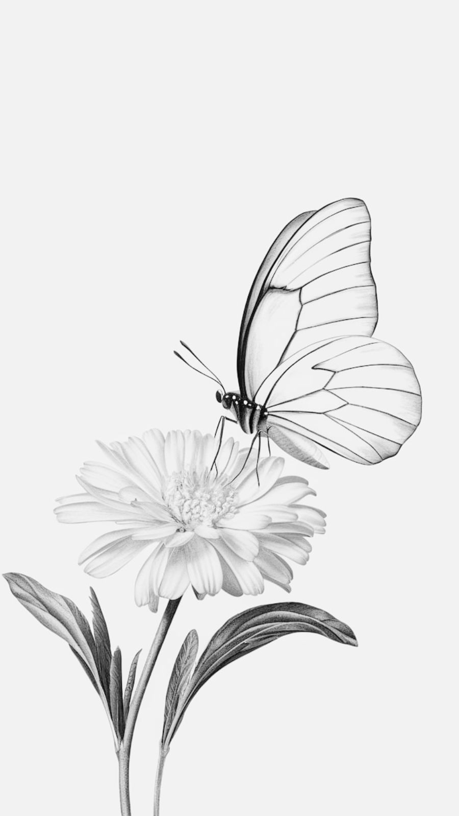 butterfly and whale