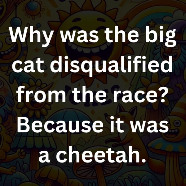 Why was the big cat disqualified from the race_ Because it was a cheetah (3)