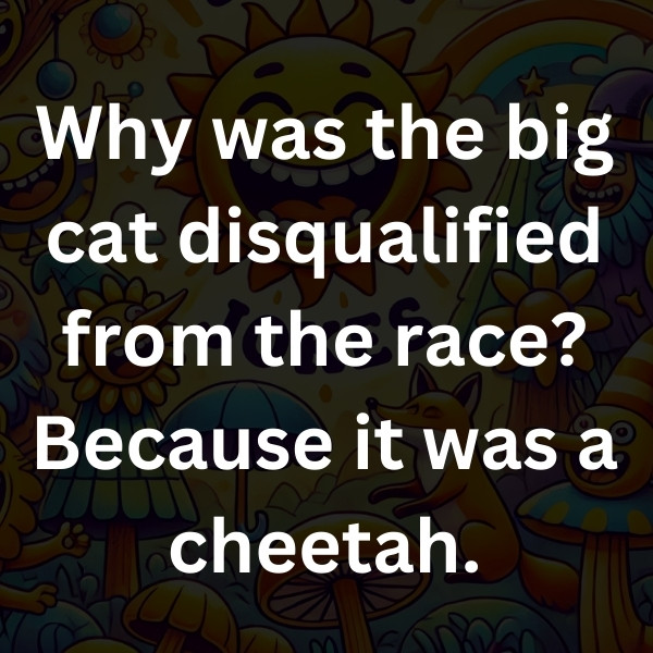Why was the big cat disqualified from the race_ Because it was a cheetah