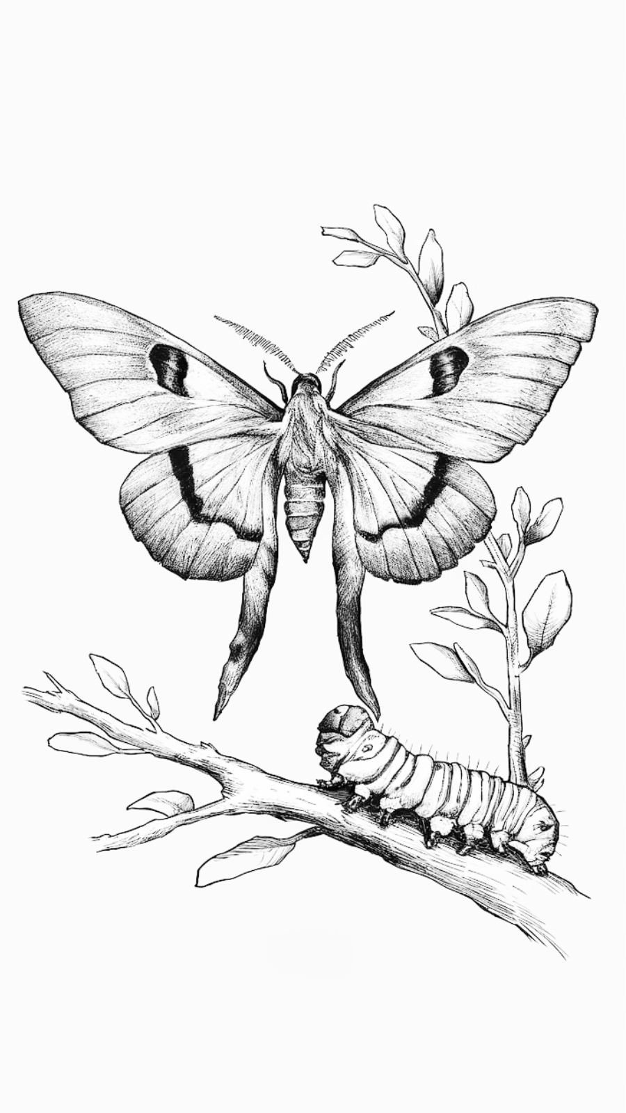 butterfly and caterpillar