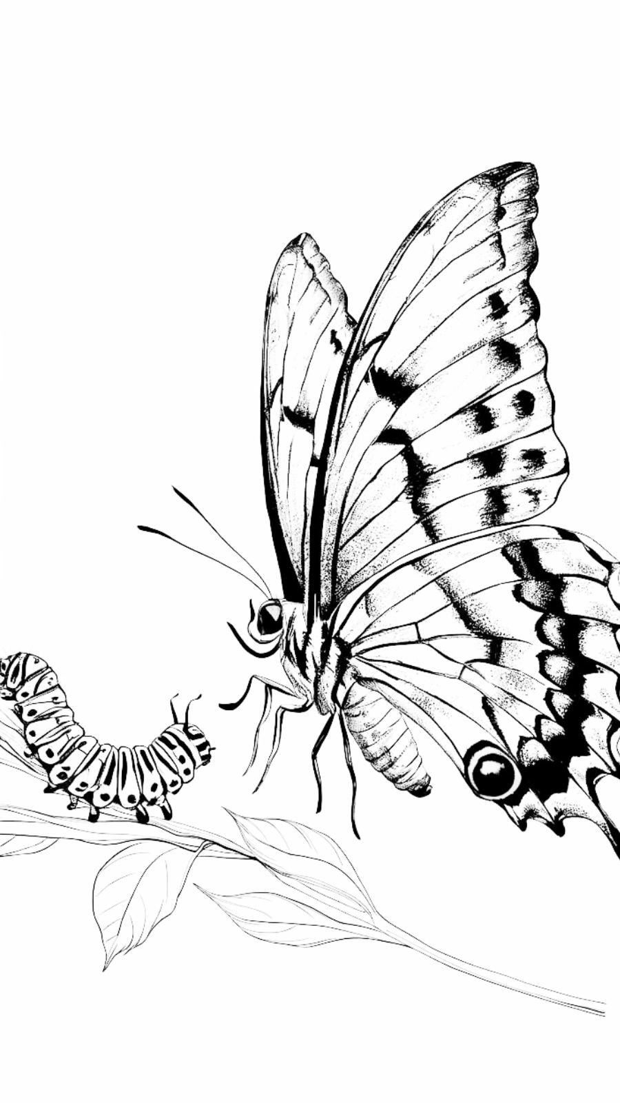 butterfly and caterpillar