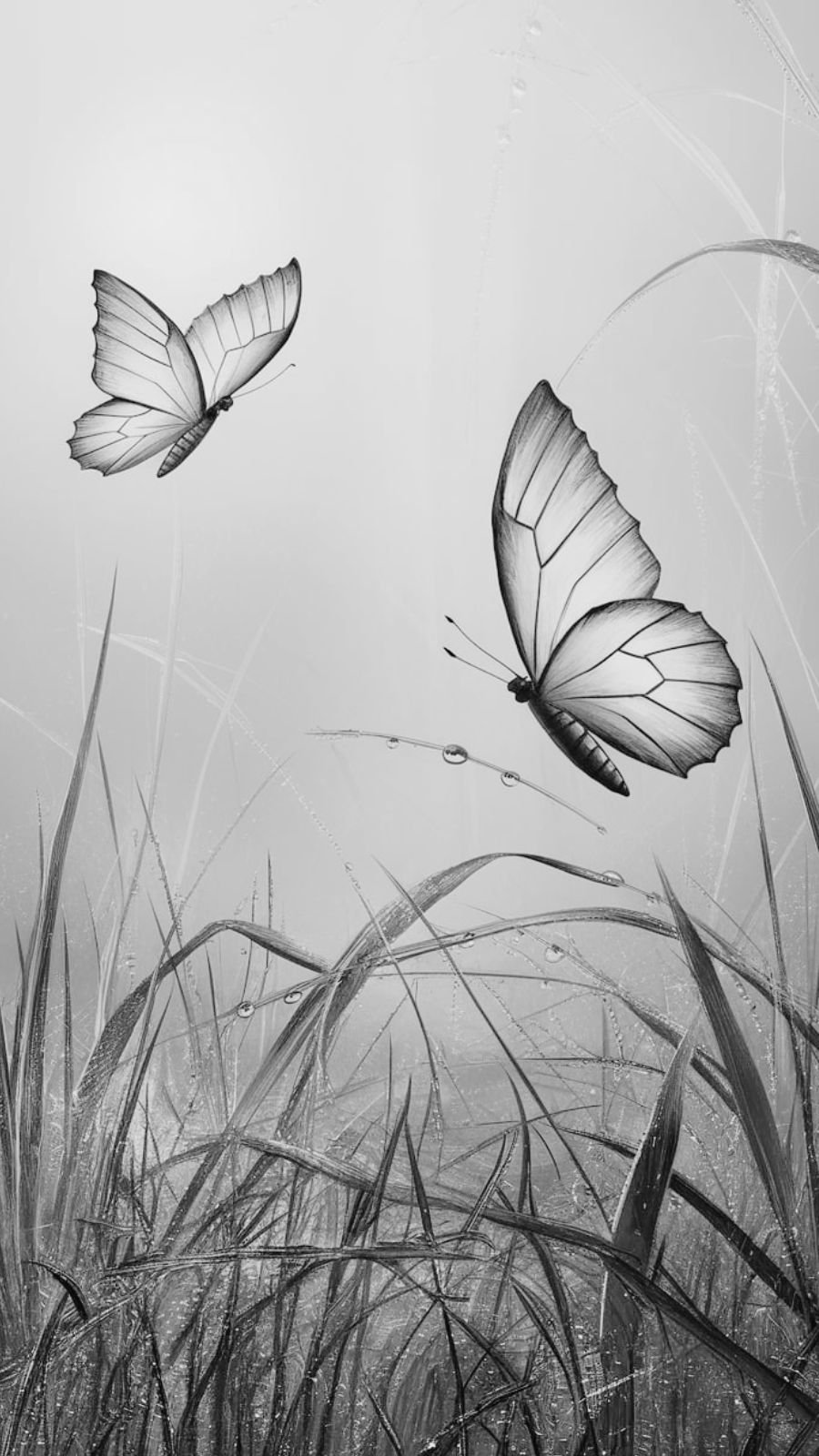 butterfly and fog
