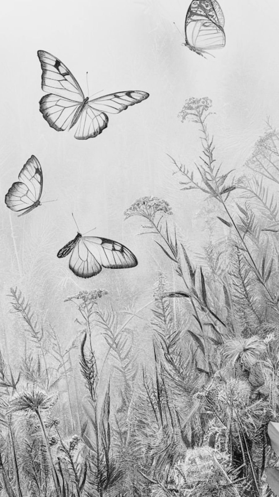 butterfly and fog